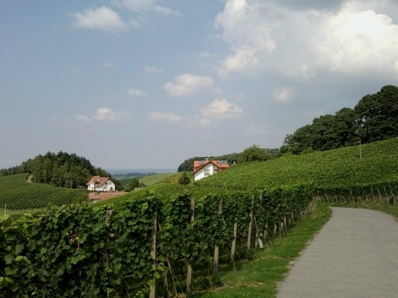 Weinberge bei Sasbachwalden -