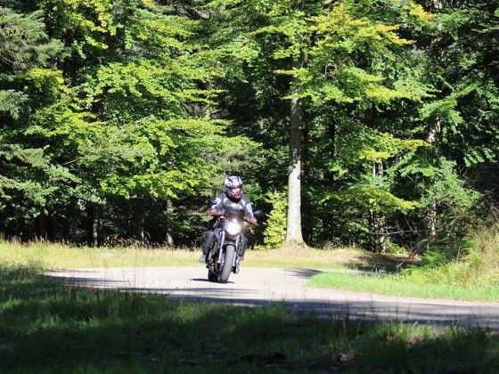 Ab durch den Wald....................