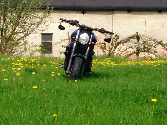Black Beauty auf de Wiese :D