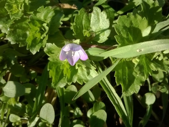 Der Frühling kommt ^^