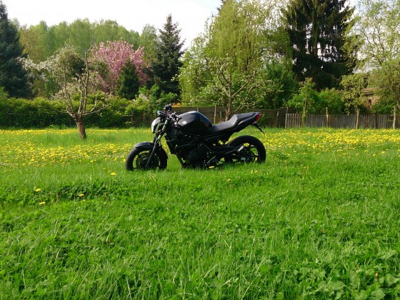 Black Beauty auf de Wiese :D
